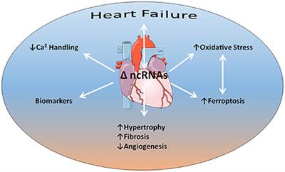 Editorial: Non-coding RNAs in heart failure